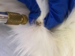 -美联众合动物医院·24h转诊中心