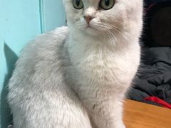 -猫小院猫主题餐厅(三里屯店)