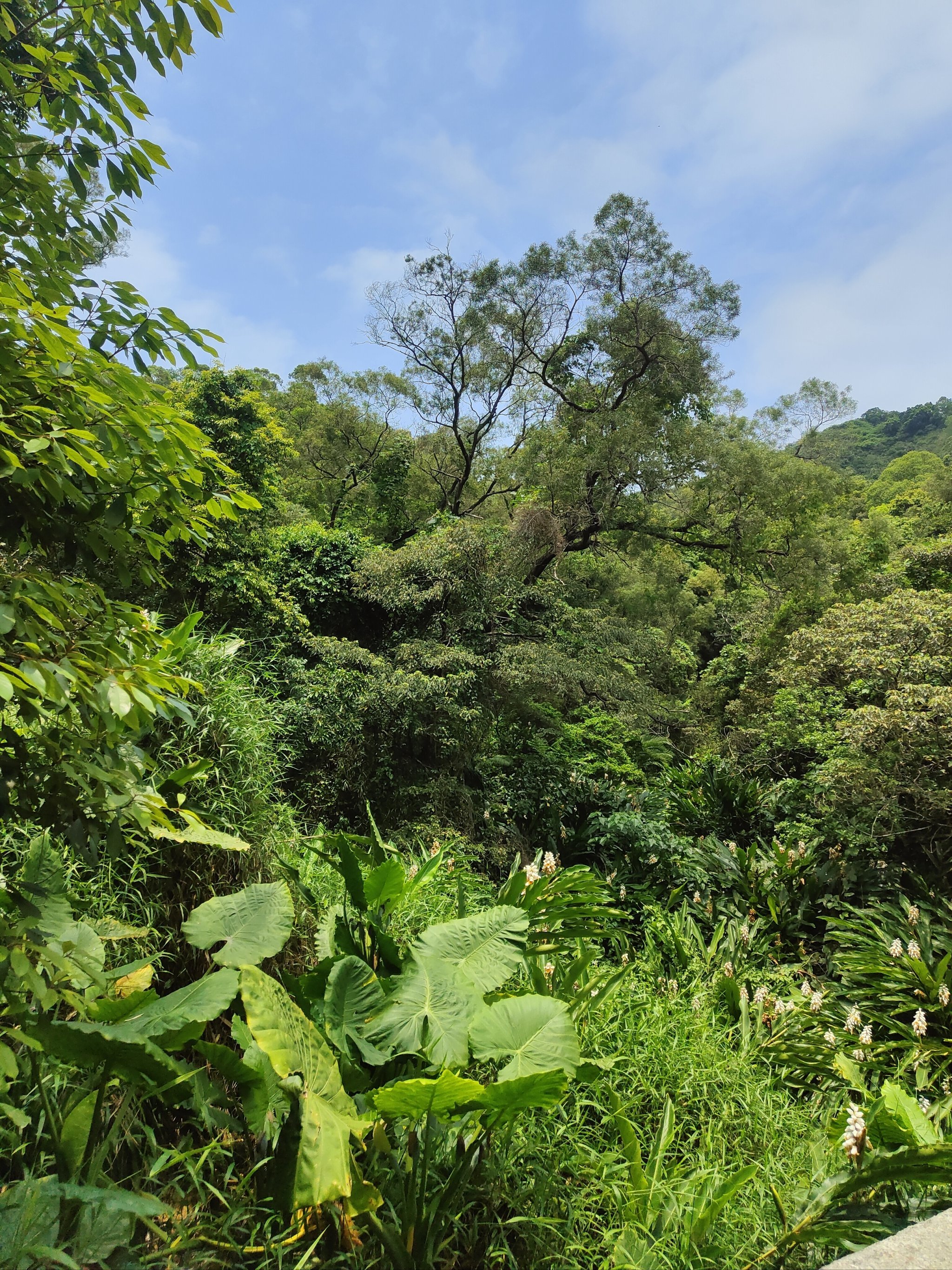 周末有氧运动[比心]徒步登山～尖峰山