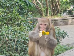-贵州森林野生动物园