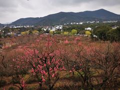 -香雪海