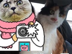 -猫大福·Fortune Cat猫舍(百子湾店)