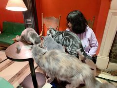 -猫色咖啡·猫咖