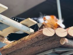 -Zoolung Zoolung动物主题公园(海信广场店)