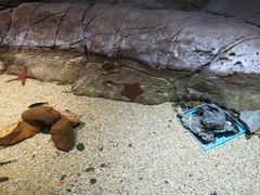 -芜湖新华联大白鲸海洋公园