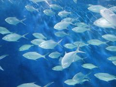 -上海海洋水族馆