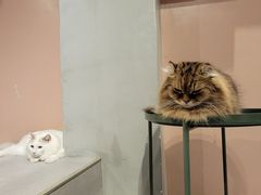 -猫儿山۰猫主题餐厅