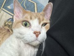 -可蒙动物医院·猫科·骨科中心(首义路店)