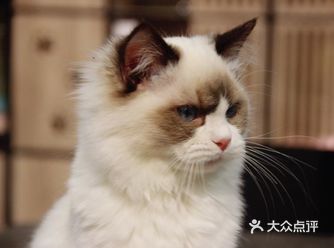 女朋友的生日礼物，买了一只和她一样可爱的小猫咪给她