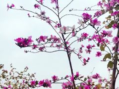 -松山湖梦幻百花洲