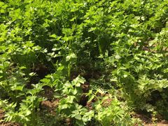 -万源龙顺度假庄园生态观光园