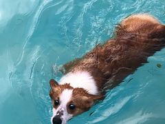 -汪说喵讲宠物乐园宠物酒店(红星美凯龙店)