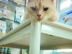 -瑞派动物医院·猫专科·至诚(江南中分院)