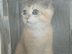 -艾贝尔宠物医院·24H转诊中心·肿瘤猫专科(江宁双龙店)
