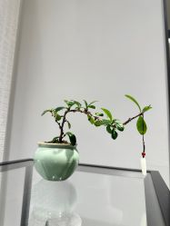 -御珠宫坊(壹海城ONEMALL店)