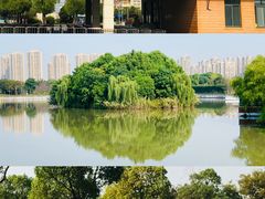 -顾村公园