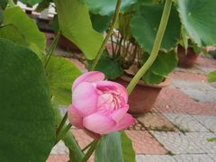 -莲花池公园