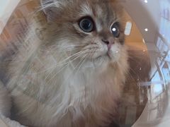 -萌兽医馆·宠物医院·猫骨科(创景店)