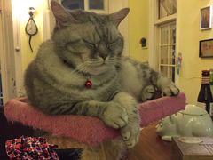 -猫色咖啡·猫咖