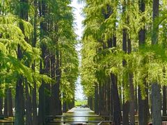 -渌洋湖湿地公园