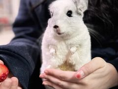 -瑞派·关忠动物医院·异宠专科·犬猫肿瘤·皮肤专科(望京店)