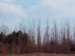 -白鹭湾湿地公园