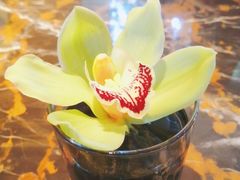 -深圳威尼斯英迪格酒店-邻芙花廊下午茶·NINFA GALLERY·蛋糕·咖啡