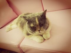 -宠爱国际动物医院· 猫科· 外科·中兽医(长白店)