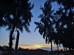 -宝安西湾红树林湿地公园