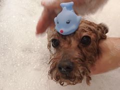 -PETKIT小佩宠物(古北店)