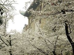 -武汉大学-樱园