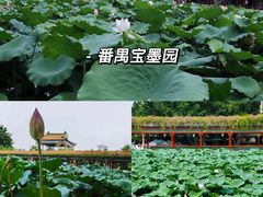-大湾区中央湿地公园