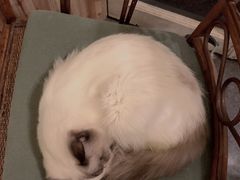 -猫色咖啡·猫咖