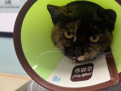 -嘉馨宠物医院·CT影像转诊·心脏科·犬猫全科诊疗中心(下沙大学城院区)