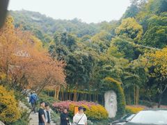 -十八棵（老龙井）御茶园(老龙井店)