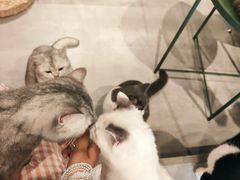 -猫儿山۰猫主题餐厅