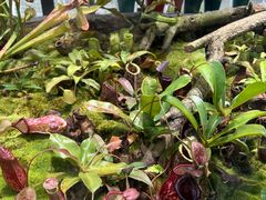 -国家植物园南园