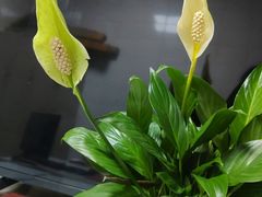 -顺兴老茶馆·精品川菜(世纪城店)