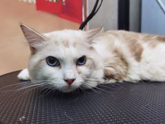 -PETKIT 小佩宠物·低压洗护·美容·寄养(安远店)