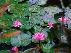 -西双版纳原始森林公园