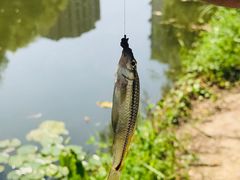 -新江湾城公园