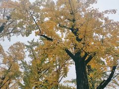 -两江幸福广场