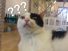 -萌喵宠狗爱心宠咖