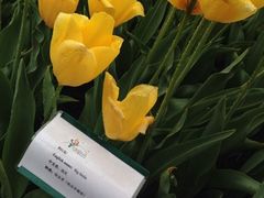 iphone_upload_pic-上海鲜花港