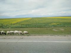 -青海湖国家重点风景名胜区