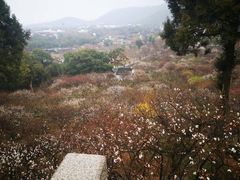 -香雪海