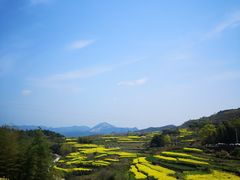 -桑洲油菜花景区
