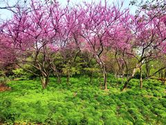 -洛阳市隋唐城遗址植物园