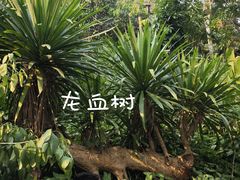 -野象谷景区