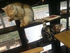 -李小姐の猫咖啡馆(五角场店)